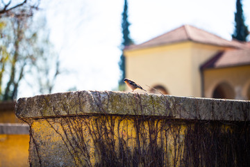Sparrow on cemetery wall, spring