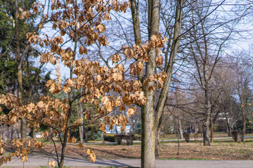 Golden yellow leaves of a young tree