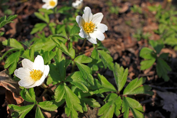 Wood anemone