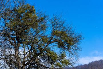 Spring tree on sky background