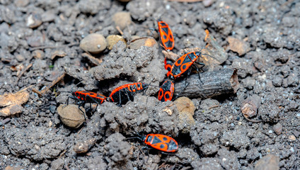 Pyrrhocoris apterus spring mating season