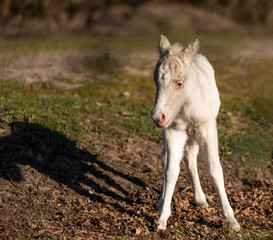 Fototapeta premium Cute shetland pony. Clumsy foal of a small horse.
