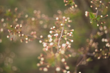 Spring tree blossom