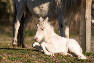 Cute shetland pony. Clumsy foal of a small horse.