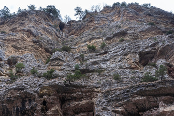 Obraz premium A rock with trees growing on it