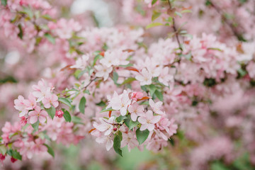 Apple tree blossom