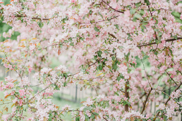 Pink Apple tree blossom