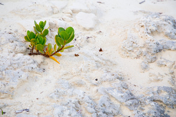  Plant with green leaves on the white sandy beach. Horizontal.