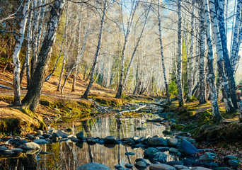 Beautiful landscape of birch forest at Hemu village, China