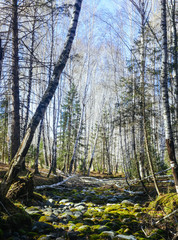 Beautiful landscape of birch forest at Hemu village, China
