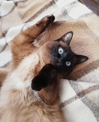 The Mekong Bobtail (Thai Bobtail) cat seal point color laid on the sofa