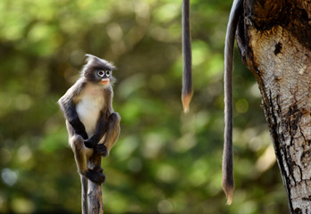Spectacled Monkey Baby