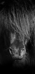 Black horse, close up portrait. 