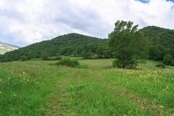 Fototapeta na wymiar green grass with trees in mountain