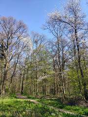 Obraz premium foret au printemps 