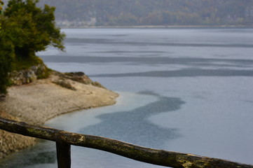 tree on the beach