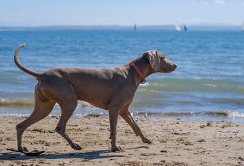 Weimaraner dog on a beach runs along the sandy beach on blue sea background. Hunting dog and fine family friend. Travel with animals. Vacation with dog on the sea.