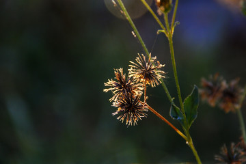Plant and flower with beautiful sunlight