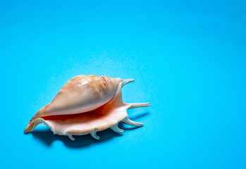 Light shells on a blue background