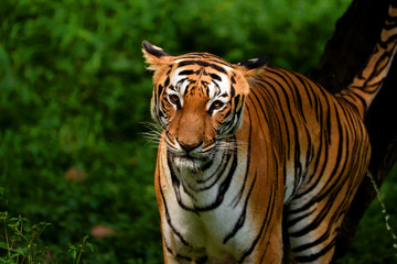 Fototapeta na wymiar Royal Bengal Tiger.....the big cat