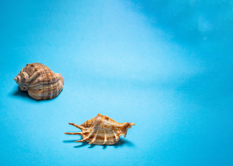 Light shells on a blue background
