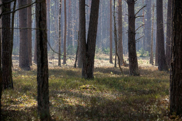 Mixed forest, clearings and paths in the early morning.