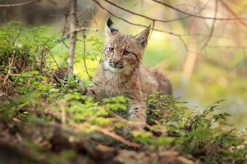 Naklejka na ściany i meble Wild cat Lynx in the nature forest habitat, in pine tree forest,nice portrait close up .