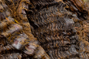 Old wavy wood texture