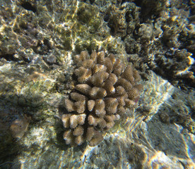 The beautiful life of the sea