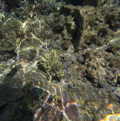 The beautiful life of the sea