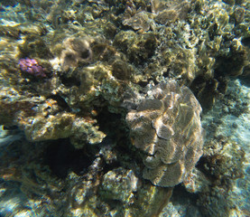 The beautiful life of the sea