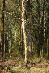 Naklejka premium Toter Baum in Moorlandschaft