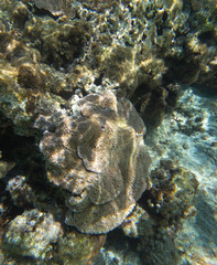 The beautiful life of the sea