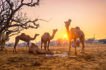 Famous indian camels trade Pushkar mela camel fair festival in field. Camels eating chewing at sunrise sunset. Pushkar, Rajasthan, India