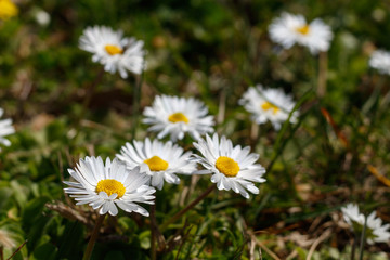 Obraz premium Beautiful Daisies in The Grass. Spring Blossom