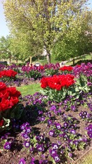 red tulips in the park