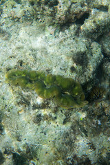 Naklejka na ściany i meble An underwater picture of tridacna clam