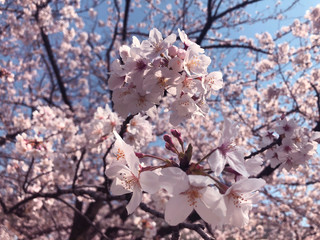桜
