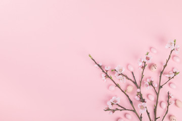Easter composition painted eggs flowering cherry branchon a pink background.