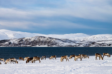 allevamento di renne in Norvegia in riva al mare