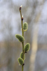 Pussy willow branches in spring time on the eve of Easter