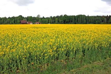 Field of rapeseed