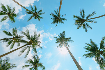 Tropical palm tree with sun light on blue sky. Summer vacation and nature travel adventure concept....