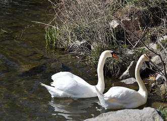 Biały Łabędź