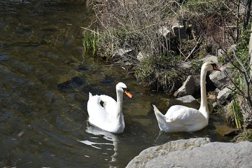 Biały Łabędź © Iwona