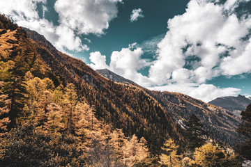 Nature landscape river in pine forest mountain valley,Snow Mountain in daocheng yading,Sichuan,China.