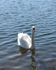 Biały Łabędź © Iwona
