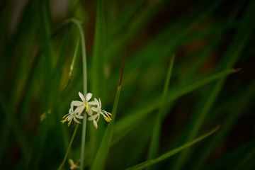 Florecilla