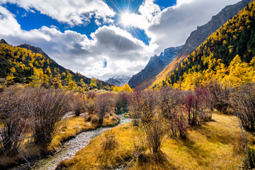 Nature landscape river in pine forest mountain valley,Snow Mountain in daocheng yading,Sichuan,China.