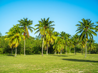 Fototapeta na wymiar Palm trees on grass field in Cuba